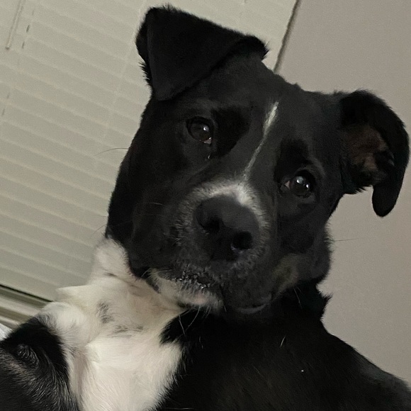 Meet your Posher, Zinnia - Picture 1 of 1